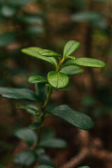 Green lingonberry leaves