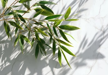 Fototapeta premium Green bamboo leaves casting shadows on marble.
