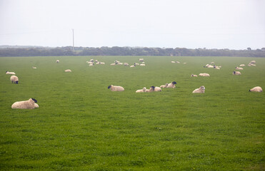 Fototapeta premium Herds of sheep resting on the pasture at Cornwall. England. United Kingdom