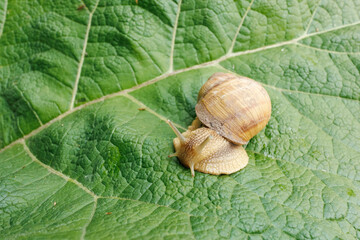 A land snail slowly crawls across a burdock leaf