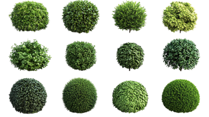 Various types of spherical green plants isolated on transparent or white background. Generative ai