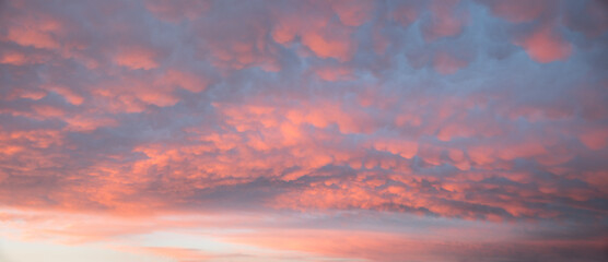 horizontal sunset sky background with seldom mammatus clouds, pink lighted in the evening