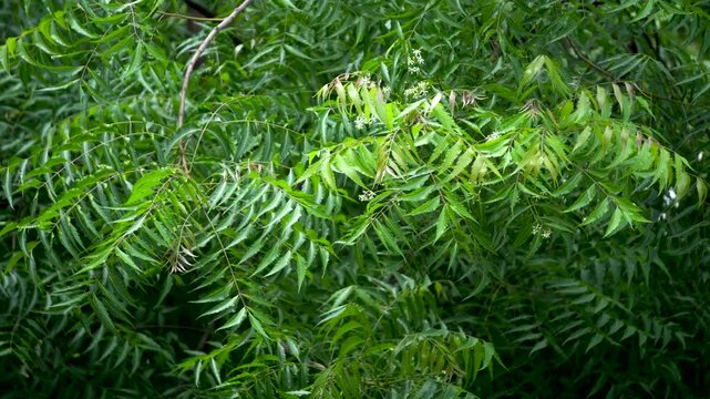 Neem tree with green leaves also known as azadirachta indica or margosa and indian lilac which has great medicinal value close up