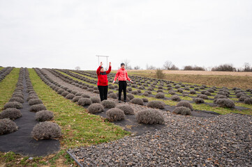 Two people celebrating joyfully amidst neatly trimmed lavender bushes on a cloudy day in a rural setting during late autumn, capturing the beauty of nature's colors