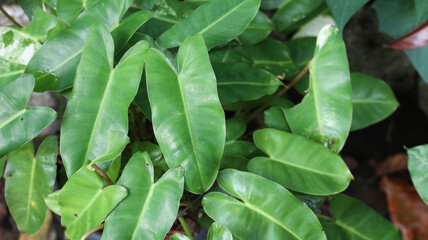 Philodendron patriciae on the house garden. green leaves natural background