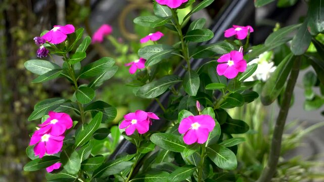 Vinca flower or Sada Bahar or Nayantora or Catharanthus roseus commonly known as Bright Eyes-Cape periwinkle dancing in the wind