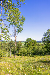 Wildflowers in bloom on a meadow with lush green trees in the summer