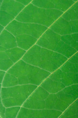 close up of green leaf texture background. Soft focused. Green crackle