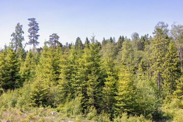Spruce forest a sunny summer day