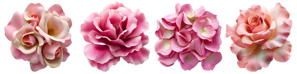 Fototapeta premium Set of beautiful pink rose flowers in bloom, isolated on transparent background
