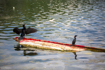 Phalacrocorax carbo or the Cormorant is a species of bird in the Phalacrocorax genus.Observation...