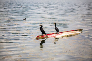 Phalacrocorax carbo or the Cormorant is a species of bird in the Phalacrocorax genus.Observation...