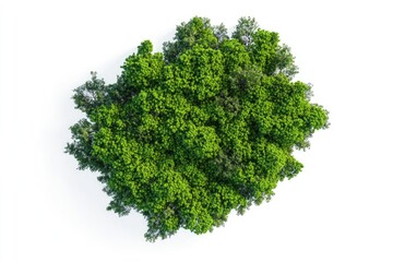 Fototapeta premium Dense cluster of lush green foliage