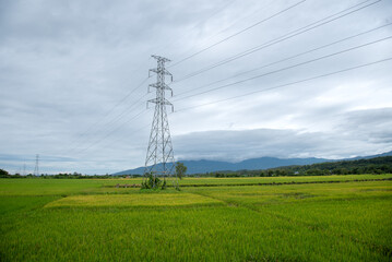 high voltage power line on rice field 