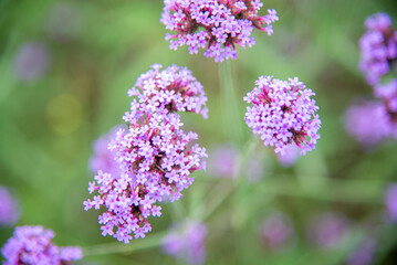Obraz premium close up of lilac flowers