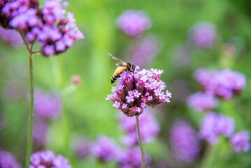 Fototapeta premium bee on lavender flower closeup
