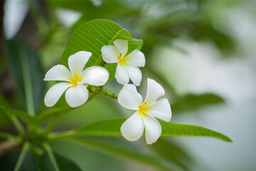 Obraz premium Flowers of Frangipani tree (also known as Plumeria, Temple Tree and Graveyard Tree). This flower is Laos' provincial flower.