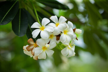 Flowers of Frangipani tree (also known as Plumeria, Temple Tree and Graveyard Tree). This flower is Laos' provincial flower.