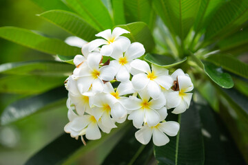 Flowers of Frangipani tree (also known as Plumeria, Temple Tree and Graveyard Tree). This flower is Laos' provincial flower.