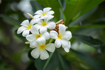 Flowers of Frangipani tree (also known as Plumeria, Temple Tree and Graveyard Tree). This flower is...