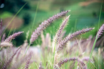 crimson fountaingrass a perennial bunch grass in the morning