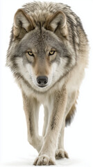 A striking close-up of a wolf with captivating amber eyes and detailed fur, set against a bright, minimalist white backdrop.