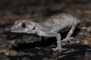 Western spiny-tailed gecko (Strophurus strophurus)