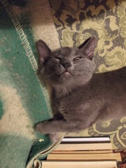 Happy sleepy gray yellow-eyed cat lying on a blanket.
