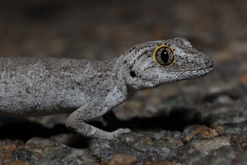 Western spiny-tailed gecko (Strophurus strophurus)