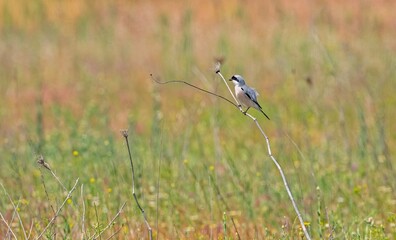 Lesser Grey Shrike (Lanius minor) is a common summer migrant in Türkiye. It can be seen everywhere during the summer months.