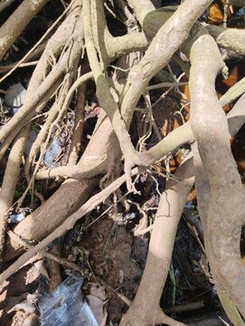 Detailed view of Pterocarpus indicus (Narra or Angsana) tree roots exposed above the ground. The twisted, textured roots showcase the strength and natural beauty of this tropical hardwood species, oft