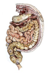 detailed anatomical drawing of human