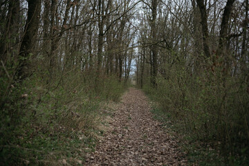 path in the woods