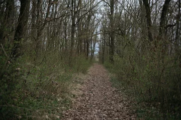 Gardinen path in the woods © Bogdan