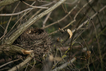 bird in nest