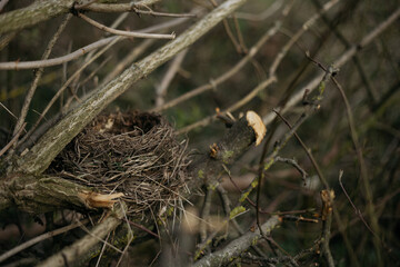 bird in the nest
