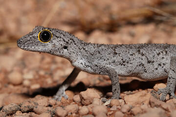 Western spiny-tailed gecko (Strophurus strophurus)