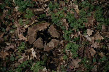 tree bark and moss