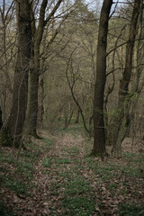 Fototapeta premium path in the forest