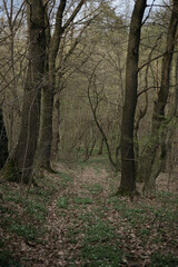 path in the woods