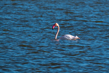 Flamant rose nageant