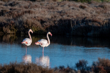 Couple de flamants roses