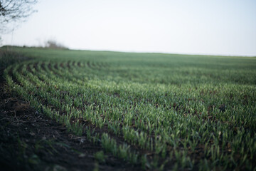 Obraz premium vineyard in the morning