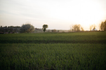 Obraz premium sunset in the field