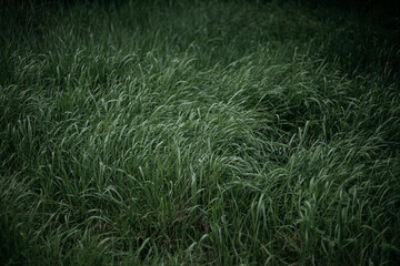 green grass in the wind
