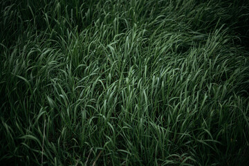 grass in the wind
