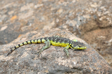 Male Darkensberg Crag Lizard at Tenahead showing it bulbous cheeks and yellow flanks