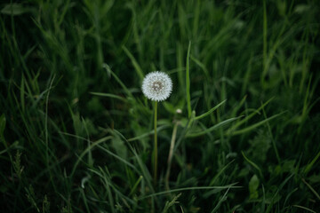 dandelion seed head