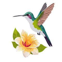 Obraz premium hummingbird and flowers vector graphic icon design