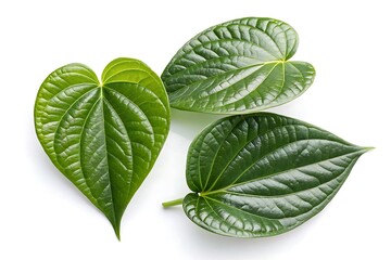 Three fresh betel leaves present their glossy green texture on a stark white background